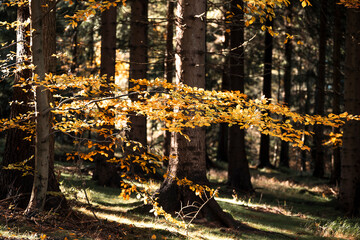 Natura, las, góry, drzewa, krajobraz, jesienią, drzew, skały, Polska, Krajobraz, Jesień, Dolny śląsk,  © Adrian Jaśpiński