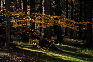 Natura, las, góry, drzewa, krajobraz, jesienią, drzew, skały, Polska, Krajobraz, Jesień, Dolny śląsk,  © Adrian Jaśpiński