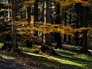 Natura, las, góry, drzewa, krajobraz, jesienią, drzew, skały, Polska, Krajobraz, Jesień, Dolny śląsk,  © Adrian Jaśpiński