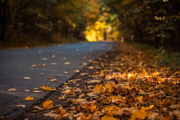 Natura, las, góry, drzewa, krajobraz, jesienią, drzew, skały, Polska, Krajobraz, Jesień, Dolny śląsk,  © Adrian Jaśpiński