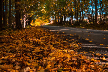 Natura, las, góry, drzewa, krajobraz, jesienią, drzew, skały, Polska, Krajobraz, Jesień, Dolny śląsk,  © Adrian Jaśpiński