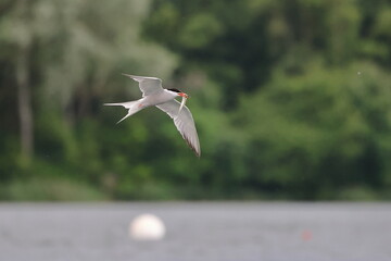 common tern
