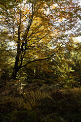 Natura, las, góry, drzewa, krajobraz, jesienią, drzew, skały, Polska, Krajobraz, Jesień, Dolny śląsk,  © Adrian Jaśpiński