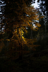 Natura, las, góry, drzewa, krajobraz, jesienią, drzew, skały, Polska, Krajobraz, Jesień, Dolny śląsk, 