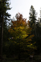 Natura, las, góry, drzewa, krajobraz, jesienią, drzew, skały, Polska, Krajobraz, Jesień, Dolny śląsk,  © Adrian Jaśpiński