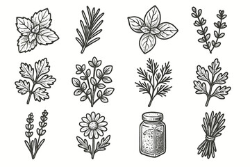 Mint vector sprig herb collection leaf chamomile spice lavender icon oregano herbal