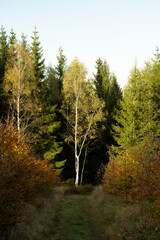 Natura, las, góry, drzewa, krajobraz, jesienią, drzew, skały, Polska, Krajobraz, Jesień, Dolny śląsk,  © Adrian Jaśpiński