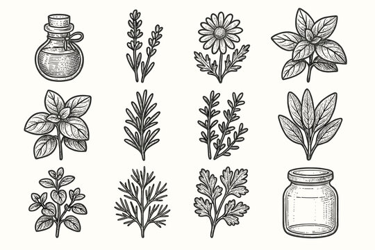 Remedies sage set vector glass dill parsley herbal icon thyme chamomile basil