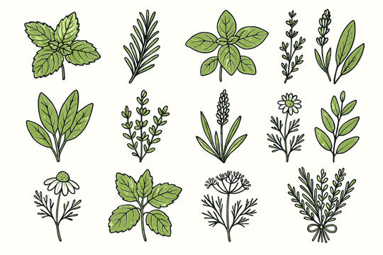 Icons oregano icon bouquet eucalyptus vector plant basil lavender mint chamomile aromatic