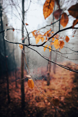 Natura, las, góry, drzewa, krajobraz, jesienią, drzew, skały, Polska, Krajobraz, Jesień, Dolny śląsk,  © Adrian Jaśpiński