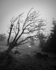 Natura, las, góry, drzewa, krajobraz, jesienią, drzew, skały, Polska, Krajobraz, Jesień, Dolny śląsk,  © Adrian Jaśpiński