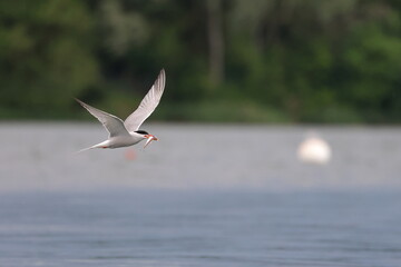 common tern