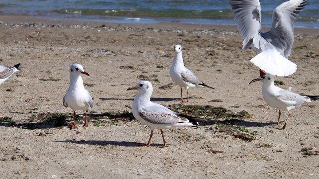 Seagulls gather on sandy beach near water during sunny day
