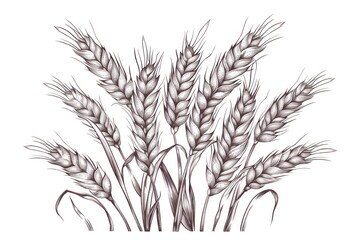 Naklejka premium Vector illustration of ears of wheat line illustrated produce drawing.