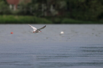 common tern
