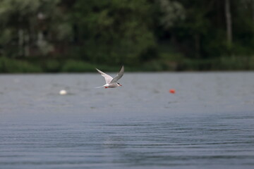 common tern