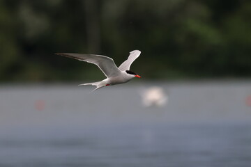 flying tern