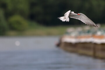 flying tern