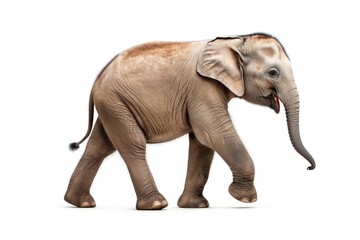 Obraz premium Elephant elephant wildlife walking.