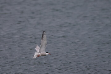 flying tern
