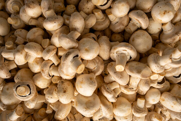 Fresh harvested white mushrooms. Heap of cultivated mushrooms. Pile of edible cultivated mushrooms.