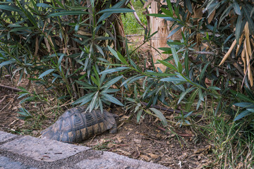 turtle in the grass