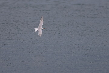 flying tern