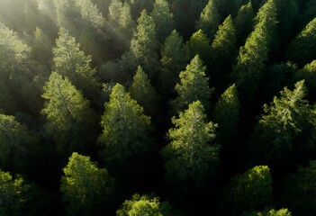 An overhead shot showcases a dense forest of tall pine trees, bathed in soft sunlight, emphasizing their vibrant green hues.