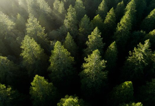 An overhead shot showcases a dense forest of tall pine trees, bathed in soft sunlight, emphasizing their vibrant green hues.