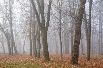 A very beautiful autumn day in the park. Gomel.