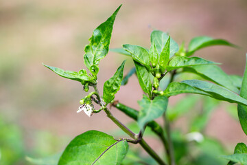 Black and green aphids on a hot chili pepper plant. Insect pest control