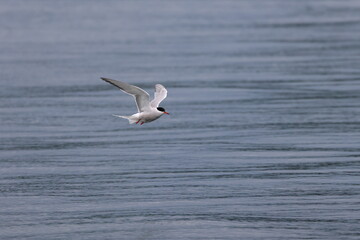 flying tern