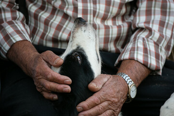 The old man's rough hands cuddles his beloved dog, who looks at him with devotion 