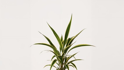 Fototapeta premium A potted plant with long, pointed green and yellow leaves against a plain white background.