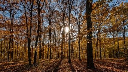 Obraz premium Autumn forest scene showing sunlight shining through trees with fall foliage and shadows on the ground.