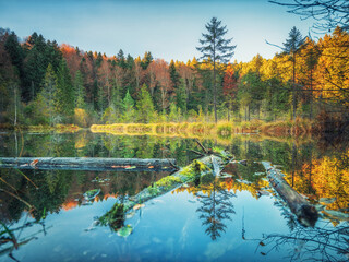 sunny day on forest lake with trunks of trees and reflections in calm water