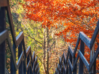wooden fence of stairs and red leaves of tree in park
