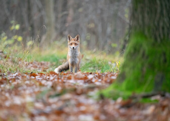 Lis w środku lasu. Oko w oko - spojrzenie lisa
