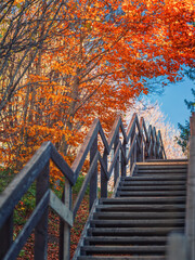 diagonal wooden stair with steps in park under red leaves tree