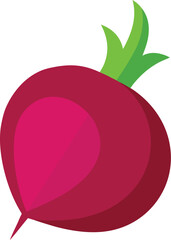 vector  of a fresh red radish