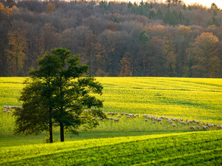 Gro&szlig;e Schafherde weidet in einem Rapsfeld  vor dem Herbstwald
