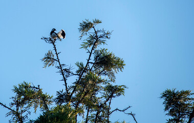 Australian Magpie-Lark (Grallina cyanoleuca)