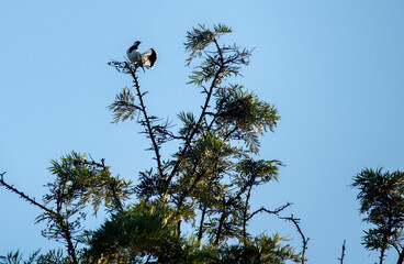 Australian Magpie-Lark (Grallina cyanoleuca)