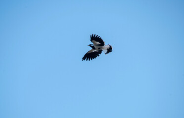 Australian Magpie-Lark (Grallina cyanoleuca)