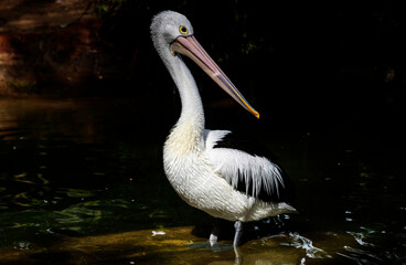 Australian Pelican (Pelecanus conspicillatus)
