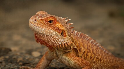Fototapeta premium Close-up of a bearded dragon lizard with textured scales and spines on its head, resting on a rough surface.