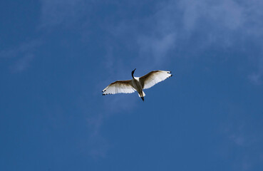 Australian White Ibis (Threskiornis molucca)
