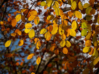 Close-Up of Golden Autumn Leaves Catching the Light