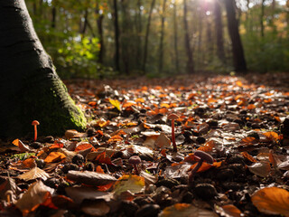 Delicate Mycena (Slender Mushroom) in Forest Detail