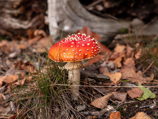 Classic Red and White Fly Agaric in its Natural Habitat